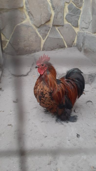 Продам декоративных Курочки и петушки.