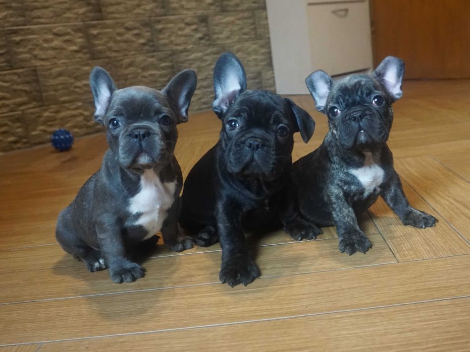 buldog francuski cudny szczeniaczek