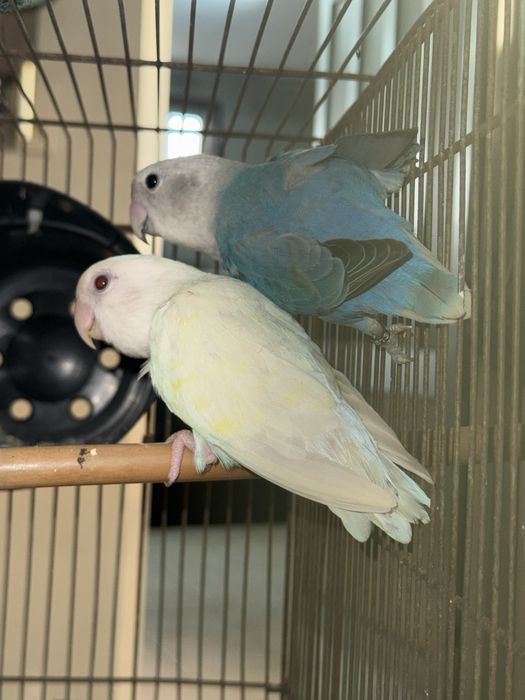 Casal de Agapornis Roseicollis com Sexagem