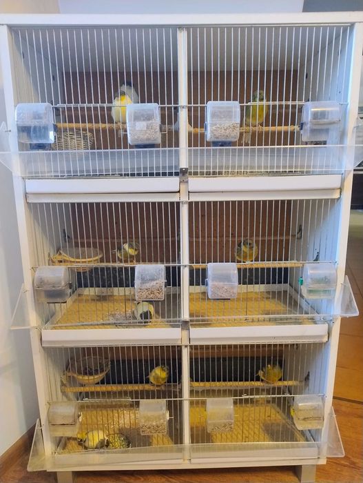 Kanarki rasy Gloster