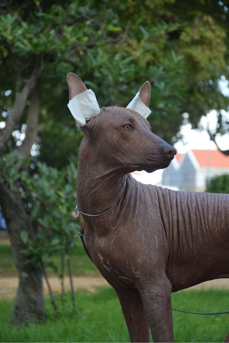 Lyborius Legacy - Cão Sem Pelo do Mexico