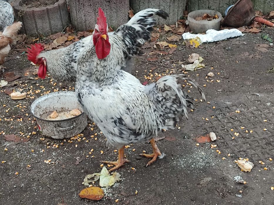 Живий півень великий