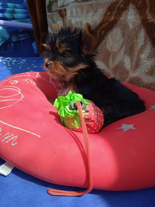 Шикарные малыши породы Йоркширский терьер