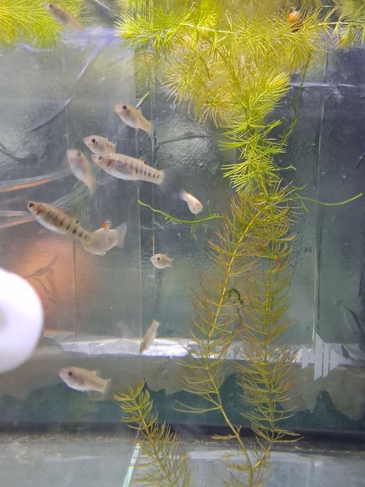 Peixes criaçao propria