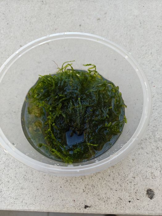 Salvinia e Musgo Java