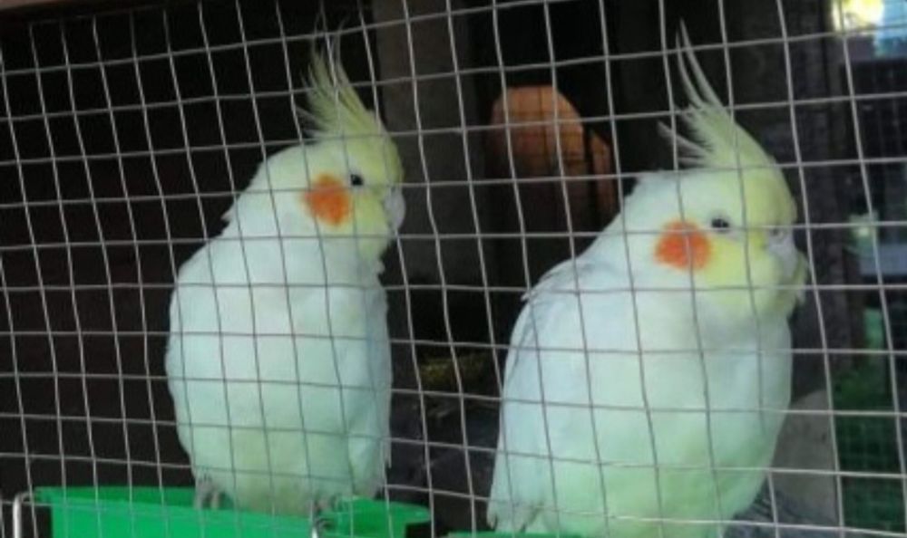 Piękne dorosłe nimfy papugi