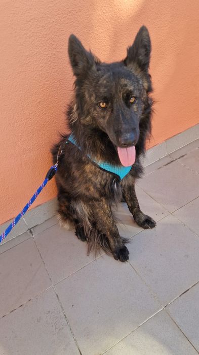 pastor alemao para dar