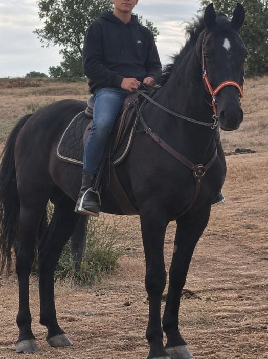Vendo cavalo castrado 6 anos