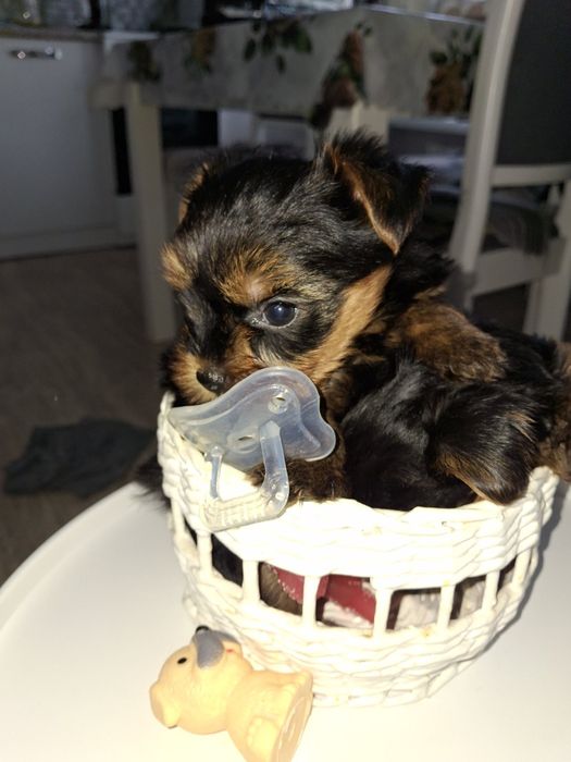 Срочно продам щенков Йорка.