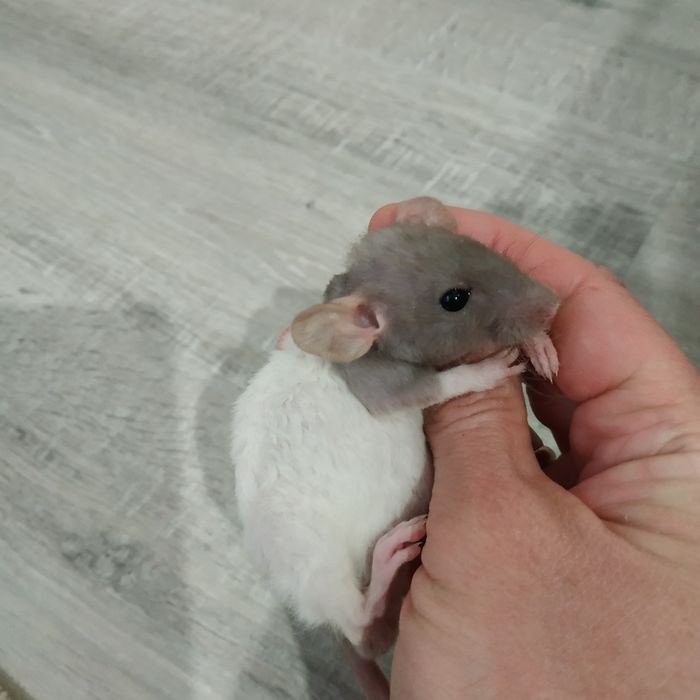 Декоративные крыски разные окрасы Дамбо Рекс крысята криса крысы