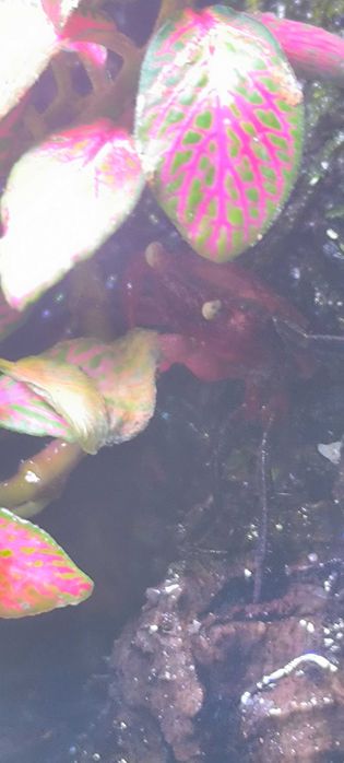 Caranguejos de água doce