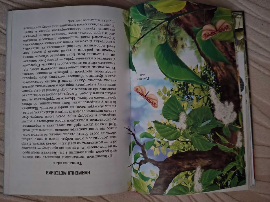 Метелики Шкільний путівник