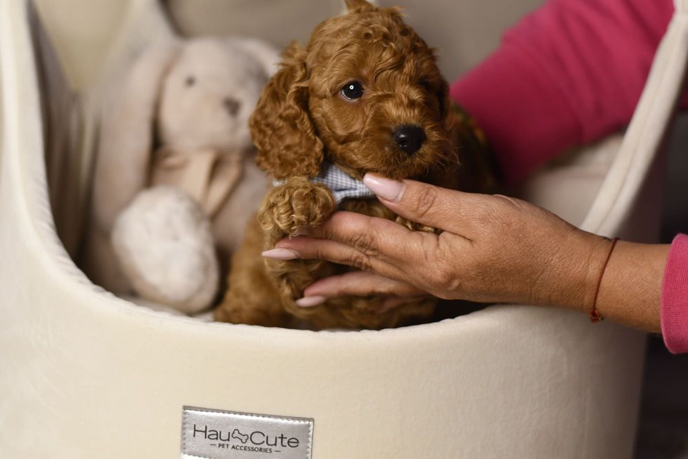 Cavapoo F1 RED wyjątkowy chłopiec