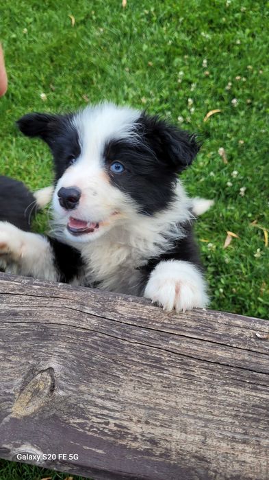 Border collie z meteyka Fci