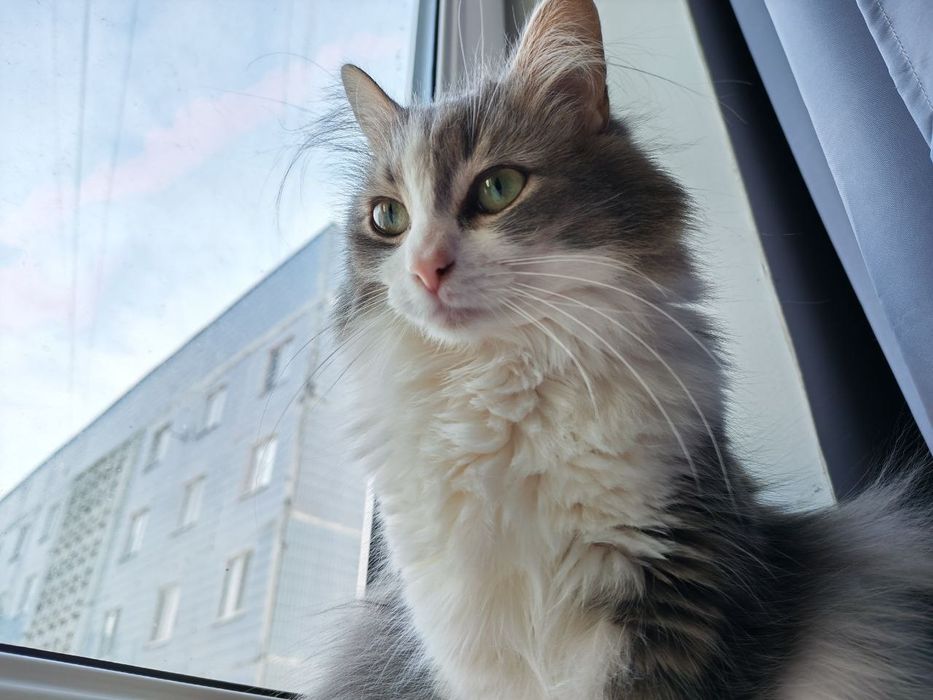 Яша терміново шукає дім! SOS