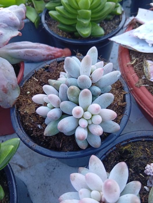 Suculentas várias espécies