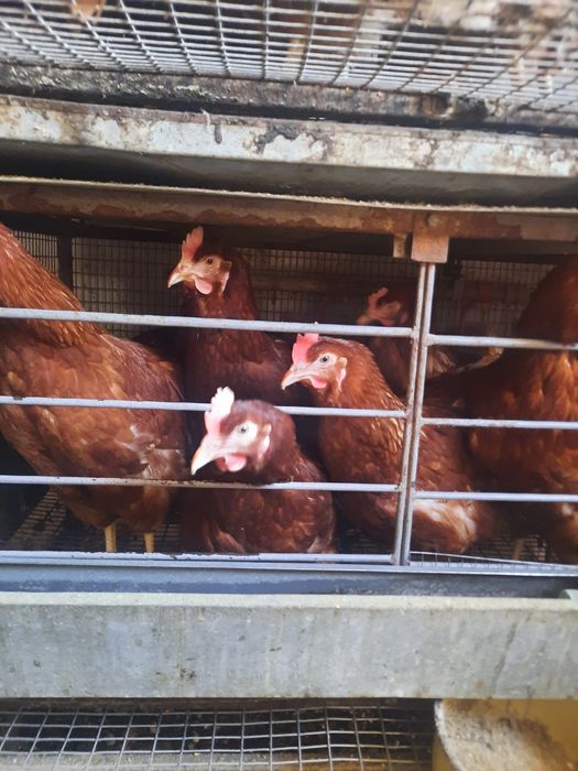 Несушка Ломан браун