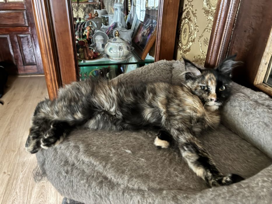 Котенок Мейн-кун, питомник , 3 месяца