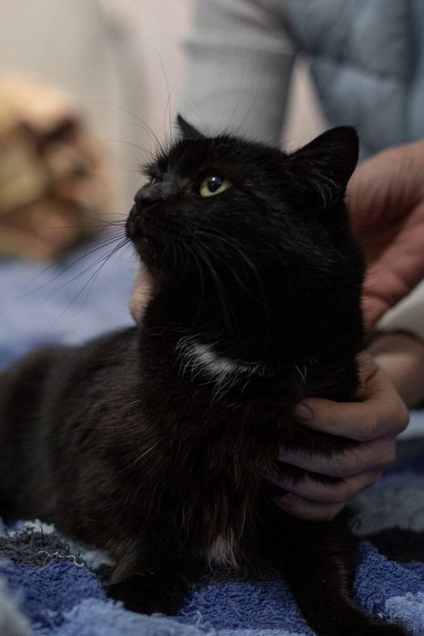 Отдам черную кошку, стерилизована, 9 месяцев