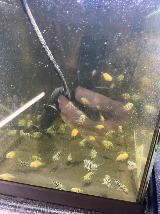 Peixe Papagaio anão