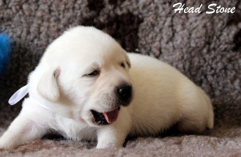 Лабрадор ретривер