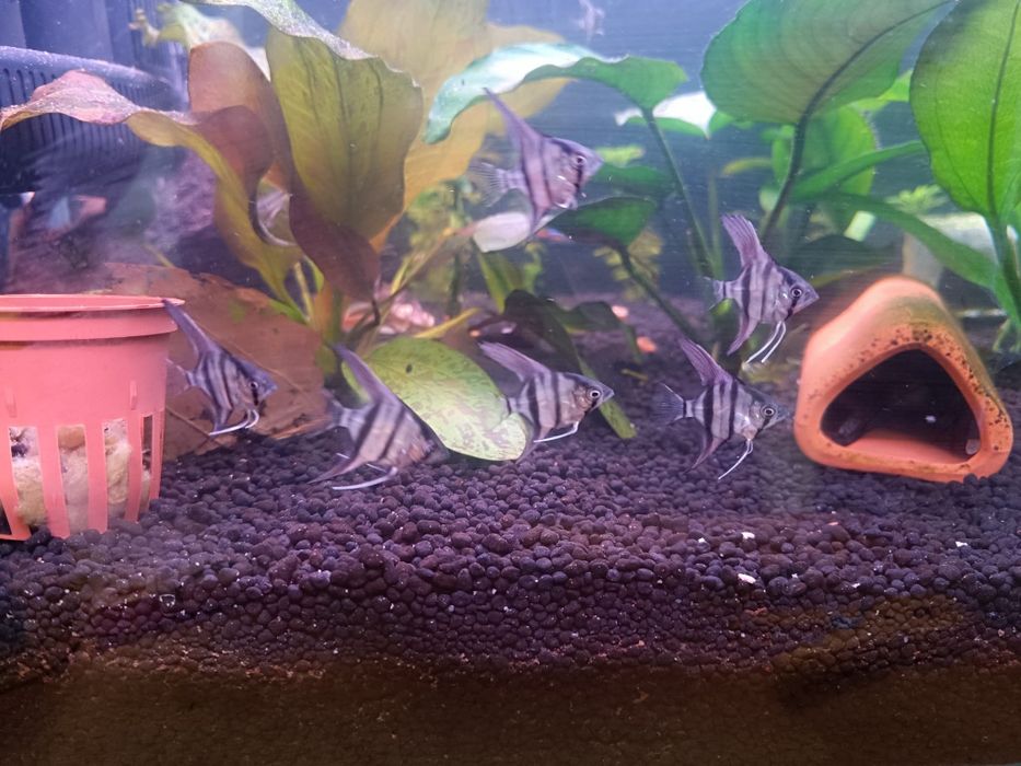 Escalares zebra de 2 a 3 centímetros