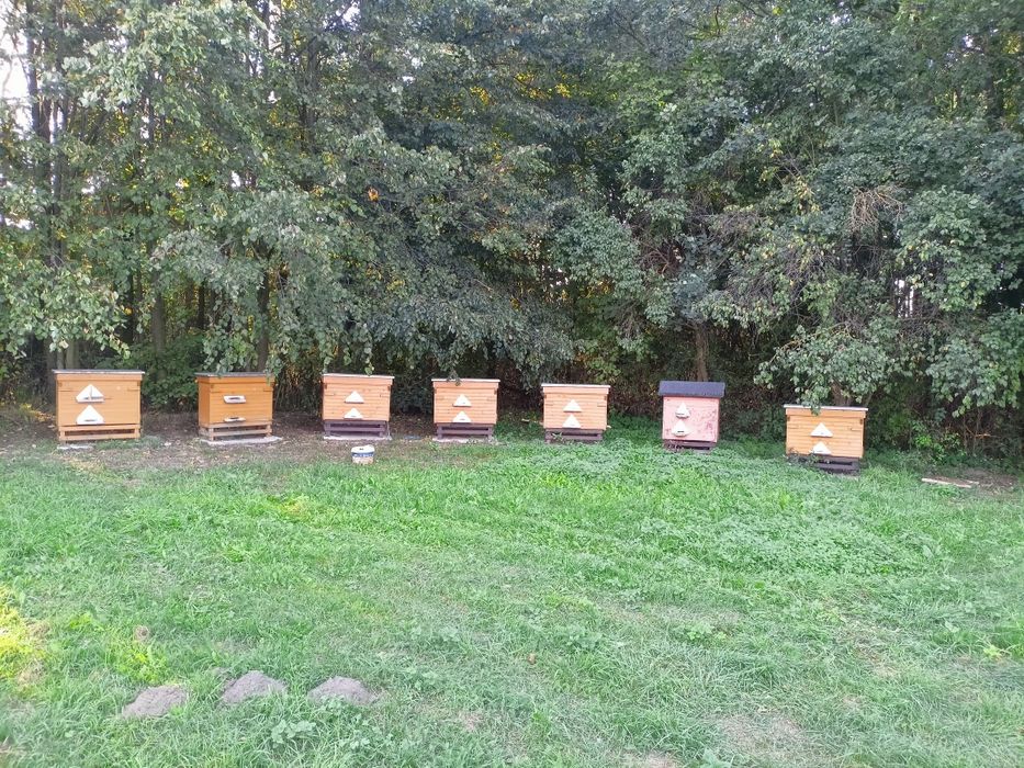 Ule pszczoły rodziny pszczele na sprzedaż