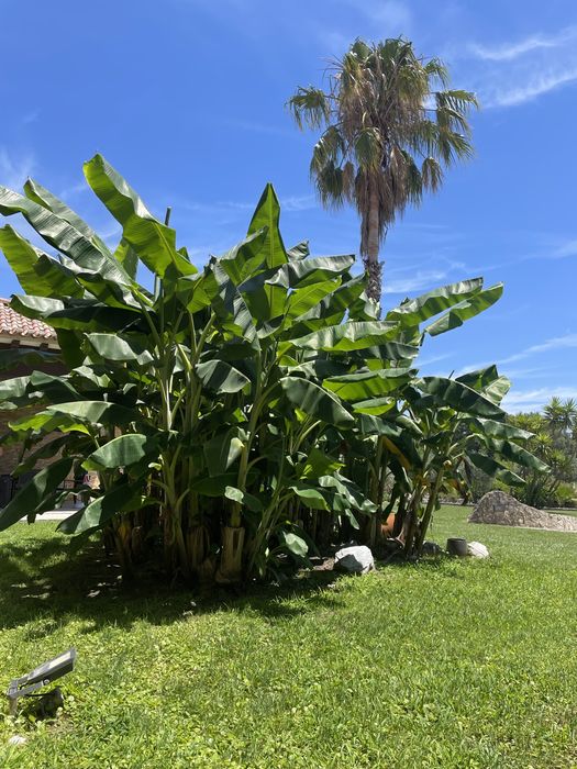 Bananeira 2.5metros com raiz + bambu + palmeira