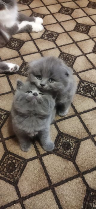 Шотландські котики