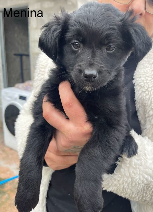 Bebés 2 meses para adoção responsável