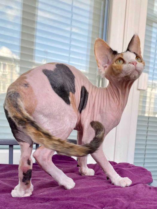 Девон рекс кошеня