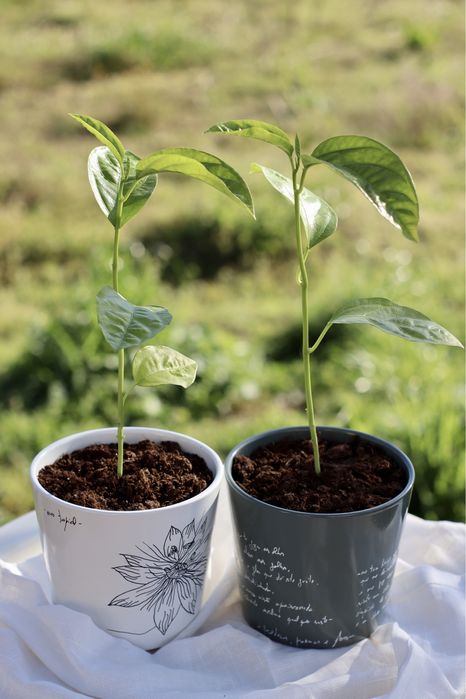 Maracujá em Vaso artístico