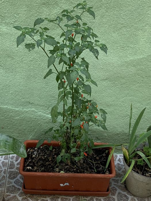Três plantas de piri piri em floreira