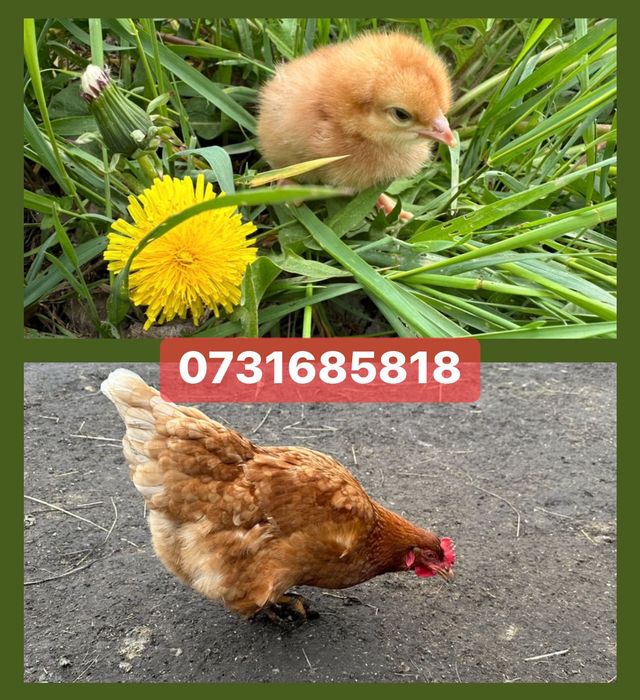 Курчата Цыплята Циплята Ломан Браун Сенді Півники Півні Петушки Петухи