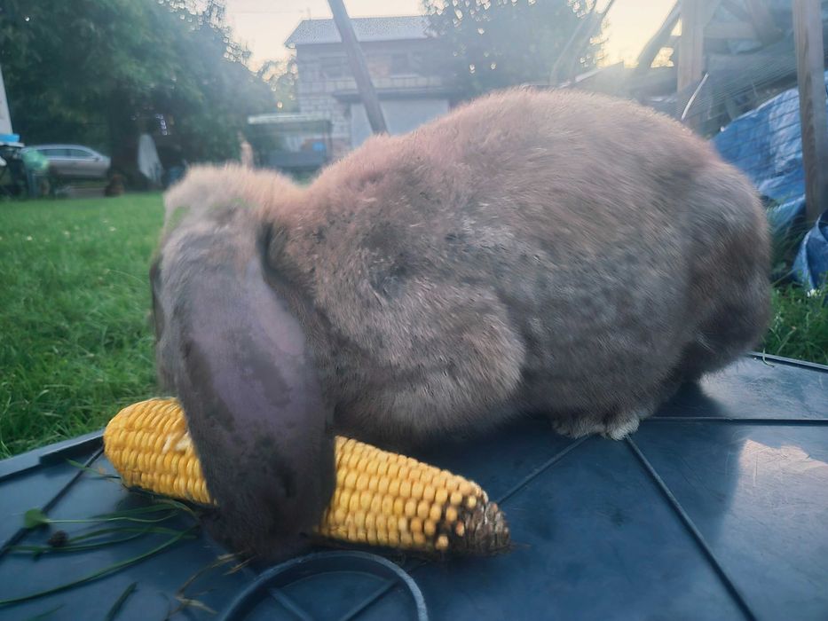 Króliki Barany Francuskie