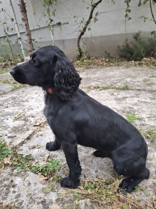 В'язка російського спаніеля