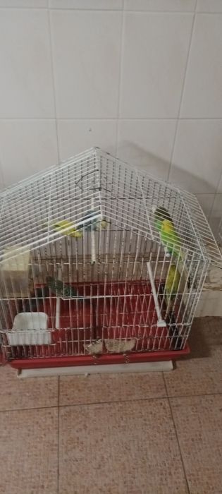 Vendo Periquitos Ingleses