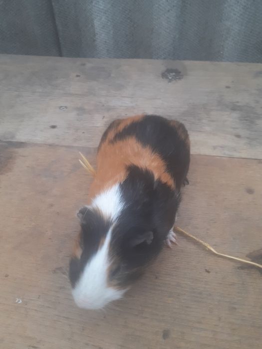 Продам морських свинок