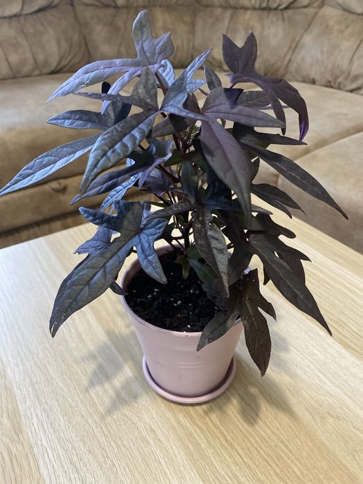 Іпомея ампельна батат