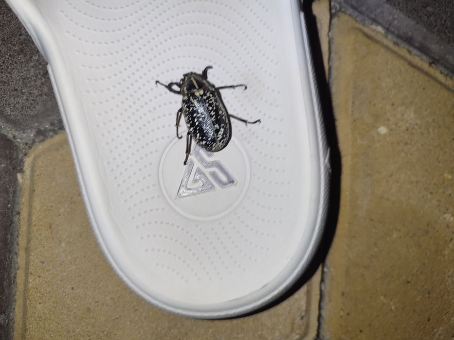 Продам мармурового хруща