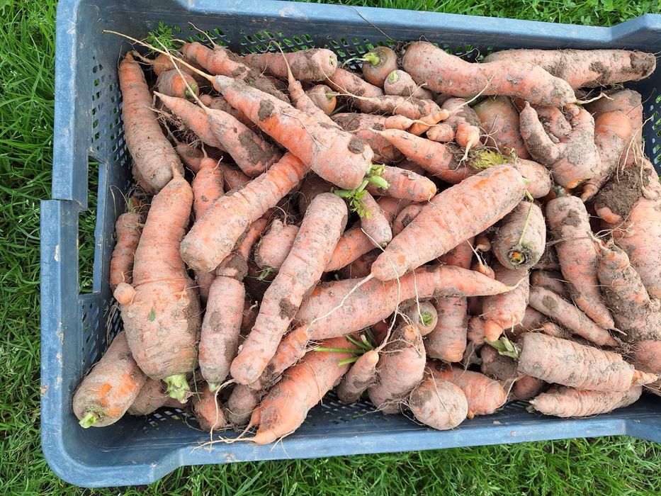 Marchew na oborniku eko