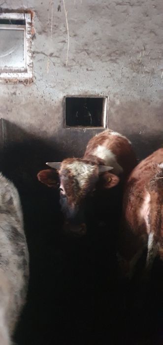 Jałówka BB/byczek RW