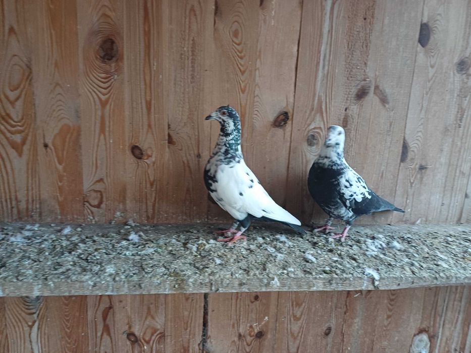 Gołebie mulemansy tygrysy pocztowe