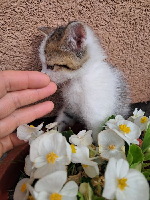 Віддам в хороші рукі кошенят,самі їдять ,