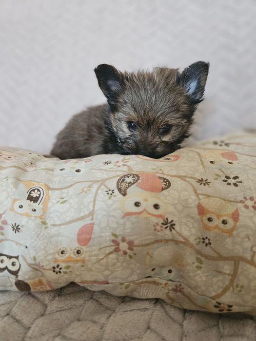Yorkshire terrier piesek