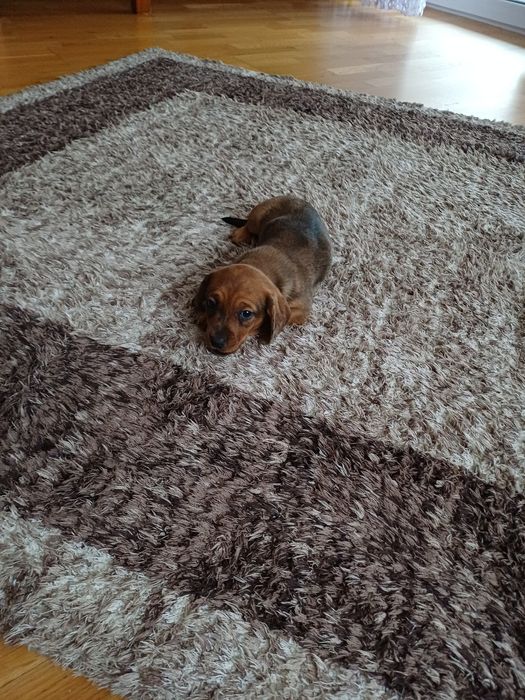 Piesek jamnik miniaturowy krótkowłosy