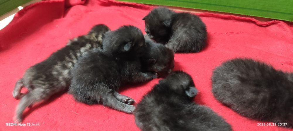 5 małe czarne kotki oddam
