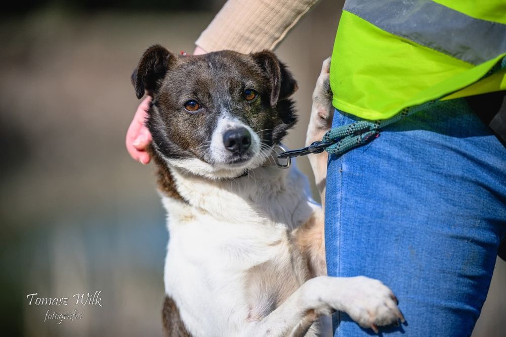 Franklin - mały cudak do adopcji