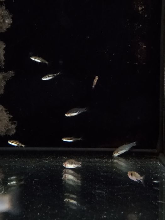 Danio erythromicron - TINA ZOO Gliwice Witkiewicza