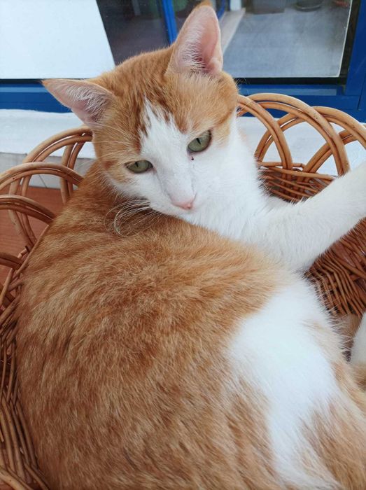 CASTRADO | Gato procura URGENTEMENTE Família de Acolhimento Definitivo